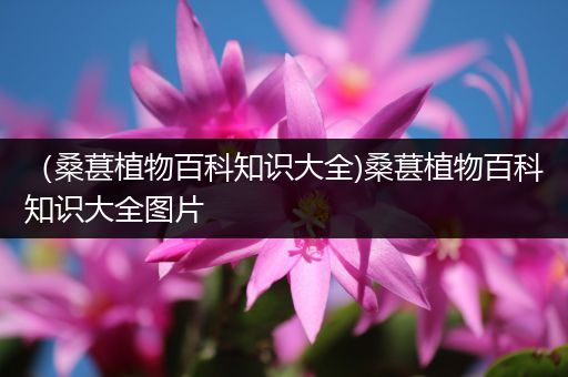 （桑葚植物百科知识大全)桑葚植物百科知识大全图片
