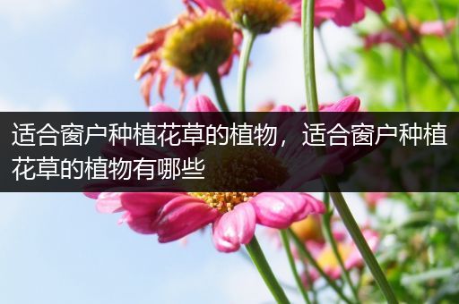 适合窗户种植花草的植物，适合窗户种植花草的植物有哪些