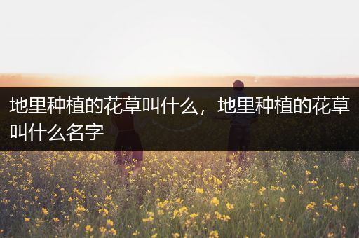 地里种植的花草叫什么，地里种植的花草叫什么名字