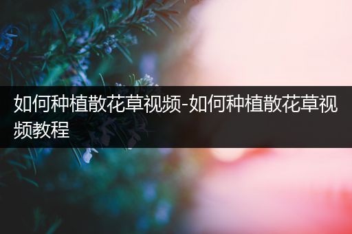 如何种植散花草视频-如何种植散花草视频教程