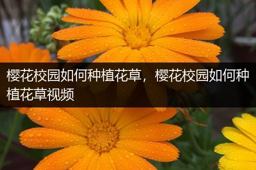 樱花校园如何种植花草，樱花校园如何种植花草视频