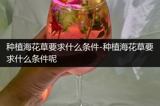 种植海花草要求什么条件-种植海花草要求什么条件呢