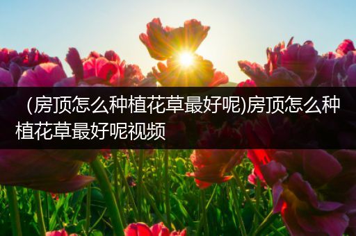 （房顶怎么种植花草最好呢)房顶怎么种植花草最好呢视频