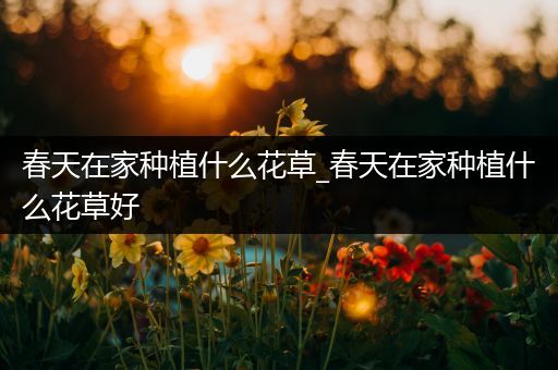 春天在家种植什么花草_春天在家种植什么花草好
