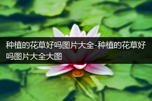 种植的花草好吗图片大全-种植的花草好吗图片大全大图