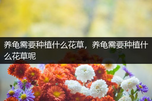 养龟需要种植什么花草，养龟需要种植什么花草呢