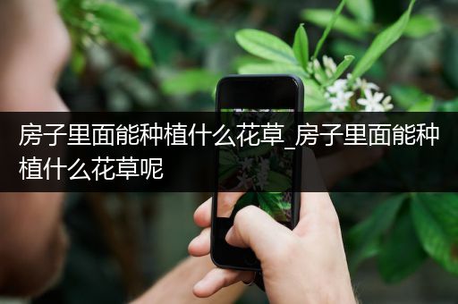 房子里面能种植什么花草_房子里面能种植什么花草呢