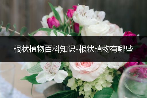 根状植物百科知识-根状植物有哪些