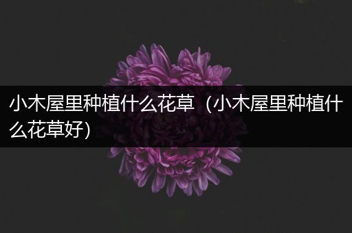 小木屋里种植什么花草（小木屋里种植什么花草好）