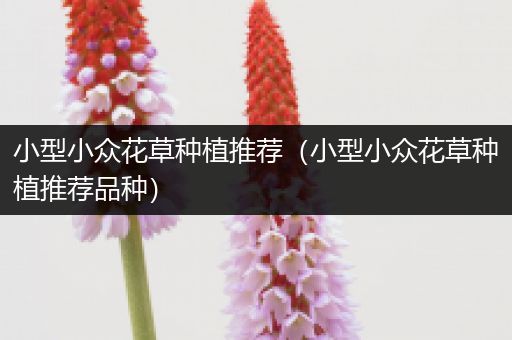 小型小众花草种植推荐（小型小众花草种植推荐品种）