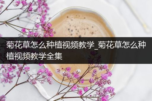 菊花草怎么种植视频教学_菊花草怎么种植视频教学全集