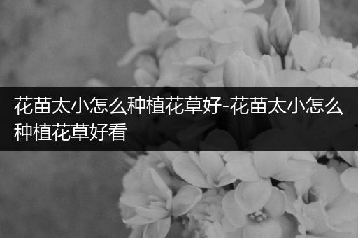 花苗太小怎么种植花草好-花苗太小怎么种植花草好看