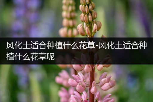 风化土适合种植什么花草-风化土适合种植什么花草呢