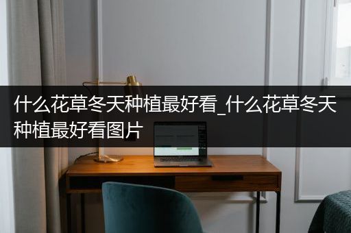 什么花草冬天种植最好看_什么花草冬天种植最好看图片
