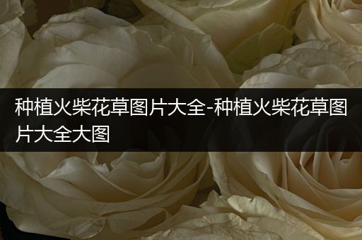 种植火柴花草图片大全-种植火柴花草图片大全大图