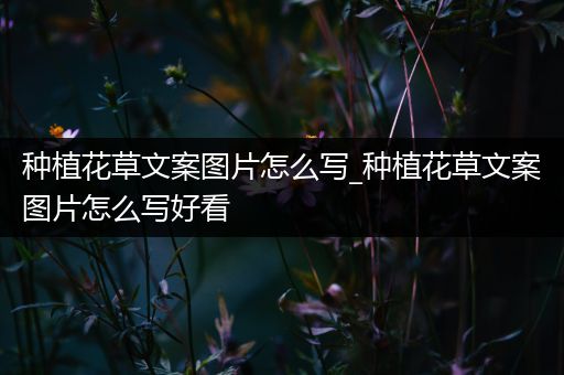 种植花草文案图片怎么写_种植花草文案图片怎么写好看