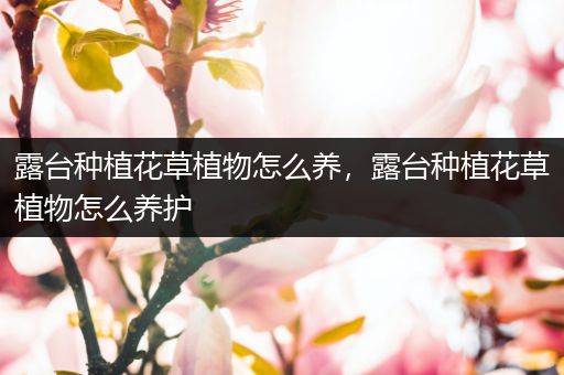 露台种植花草植物怎么养，露台种植花草植物怎么养护