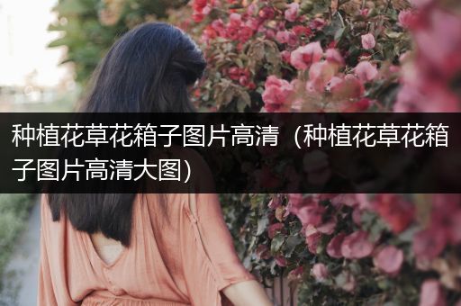 种植花草花箱子图片高清（种植花草花箱子图片高清大图）