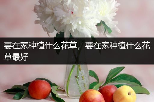 要在家种植什么花草，要在家种植什么花草最好