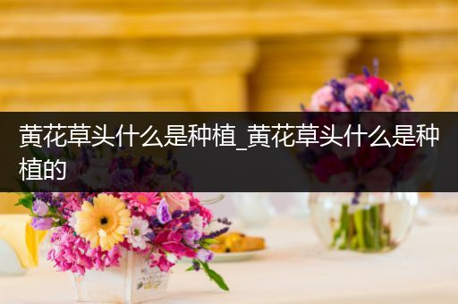 黄花草头什么是种植_黄花草头什么是种植的