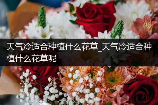 天气冷适合种植什么花草_天气冷适合种植什么花草呢