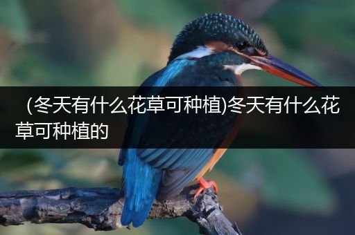 （冬天有什么花草可种植)冬天有什么花草可种植的