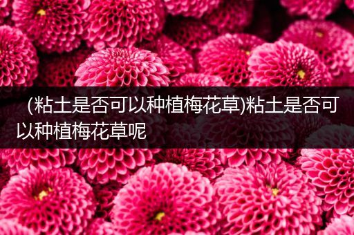 （粘土是否可以种植梅花草)粘土是否可以种植梅花草呢
