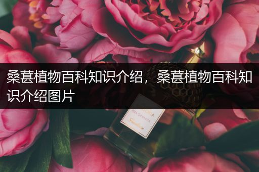 桑葚植物百科知识介绍，桑葚植物百科知识介绍图片
