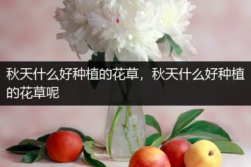 秋天什么好种植的花草，秋天什么好种植的花草呢