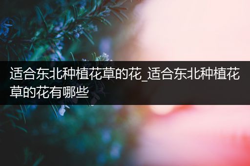 适合东北种植花草的花_适合东北种植花草的花有哪些