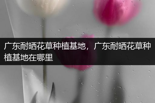 广东耐晒花草种植基地，广东耐晒花草种植基地在哪里