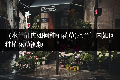 （水兰缸内如何种植花草)水兰缸内如何种植花草视频