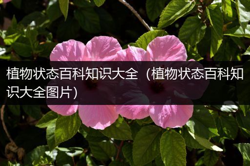 植物状态百科知识大全（植物状态百科知识大全图片）