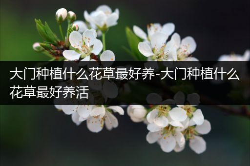 大门种植什么花草最好养-大门种植什么花草最好养活