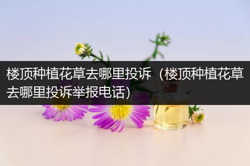 楼顶种植花草去哪里投诉（楼顶种植花草去哪里投诉举报电话）