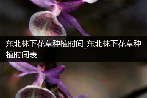 东北林下花草种植时间_东北林下花草种植时间表