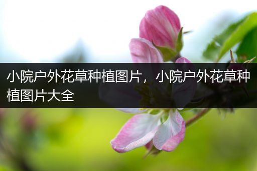 小院户外花草种植图片，小院户外花草种植图片大全