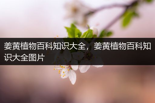 姜黄植物百科知识大全，姜黄植物百科知识大全图片