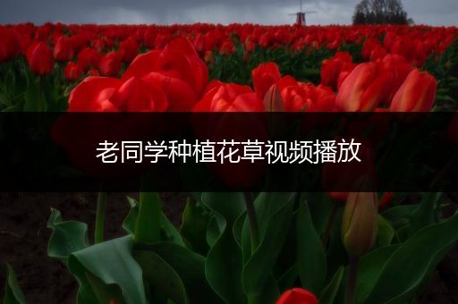 老同学种植花草视频播放