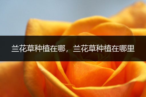 兰花草种植在哪，兰花草种植在哪里