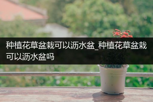 种植花草盆栽可以沥水盆_种植花草盆栽可以沥水盆吗