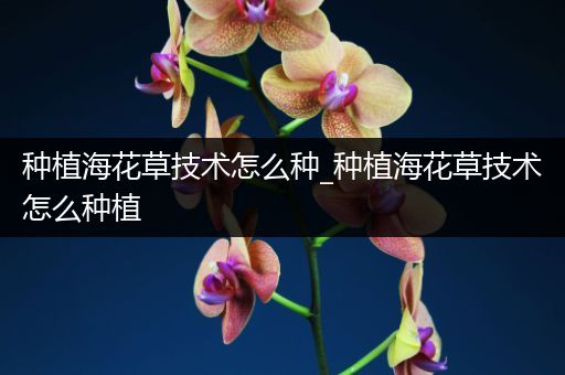 种植海花草技术怎么种_种植海花草技术怎么种植