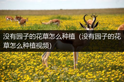 没有园子的花草怎么种植（没有园子的花草怎么种植视频）