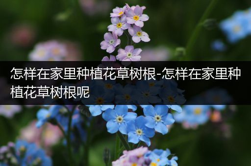 怎样在家里种植花草树根-怎样在家里种植花草树根呢