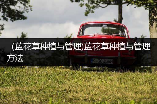 （蓝花草种植与管理)蓝花草种植与管理方法
