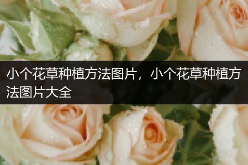 小个花草种植方法图片，小个花草种植方法图片大全