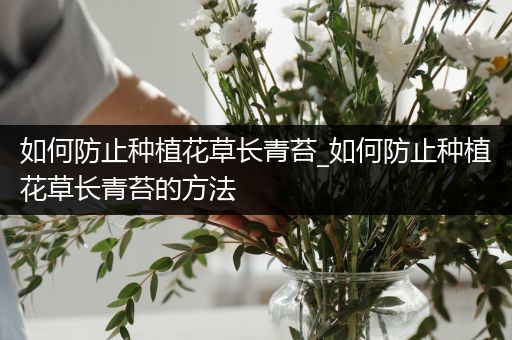 如何防止种植花草长青苔_如何防止种植花草长青苔的方法