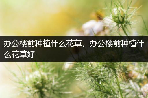 办公楼前种植什么花草，办公楼前种植什么花草好