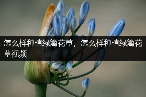 怎么样种植绿篱花草，怎么样种植绿篱花草视频