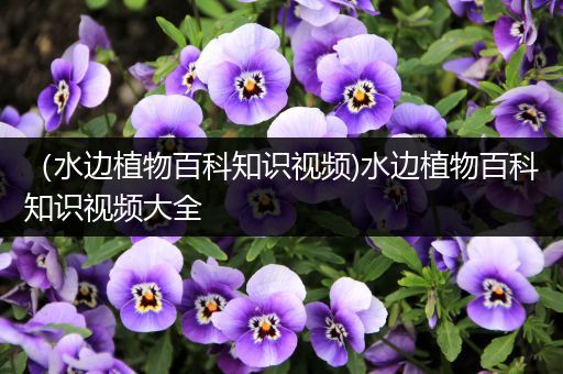 （水边植物百科知识视频)水边植物百科知识视频大全